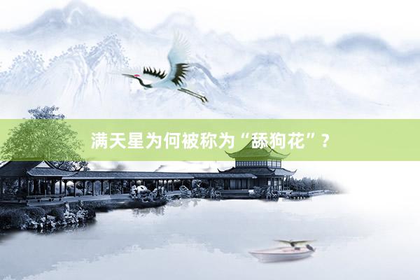 满天星为何被称为“舔狗花”?